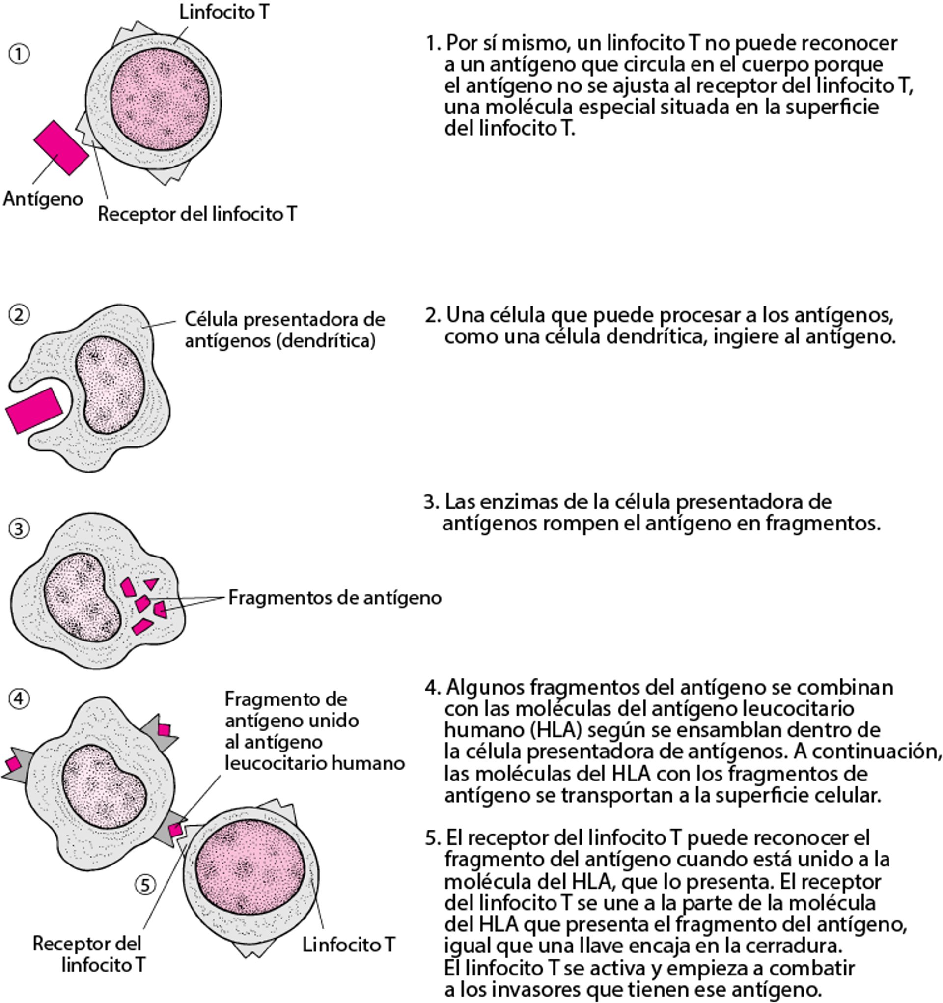 Cómo reconocen los linfocitos T a los antígenos