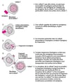 Comment les lymphocytes T reconnaissent-ils les antigènes ?