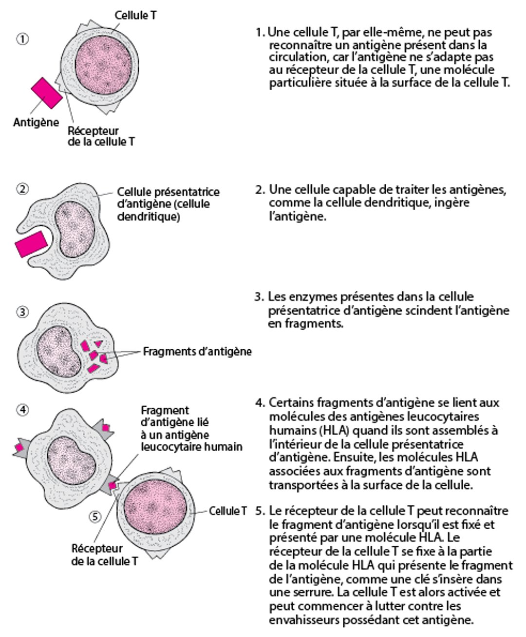 Comment les lymphocytes T reconnaissent-ils les antigènes ?