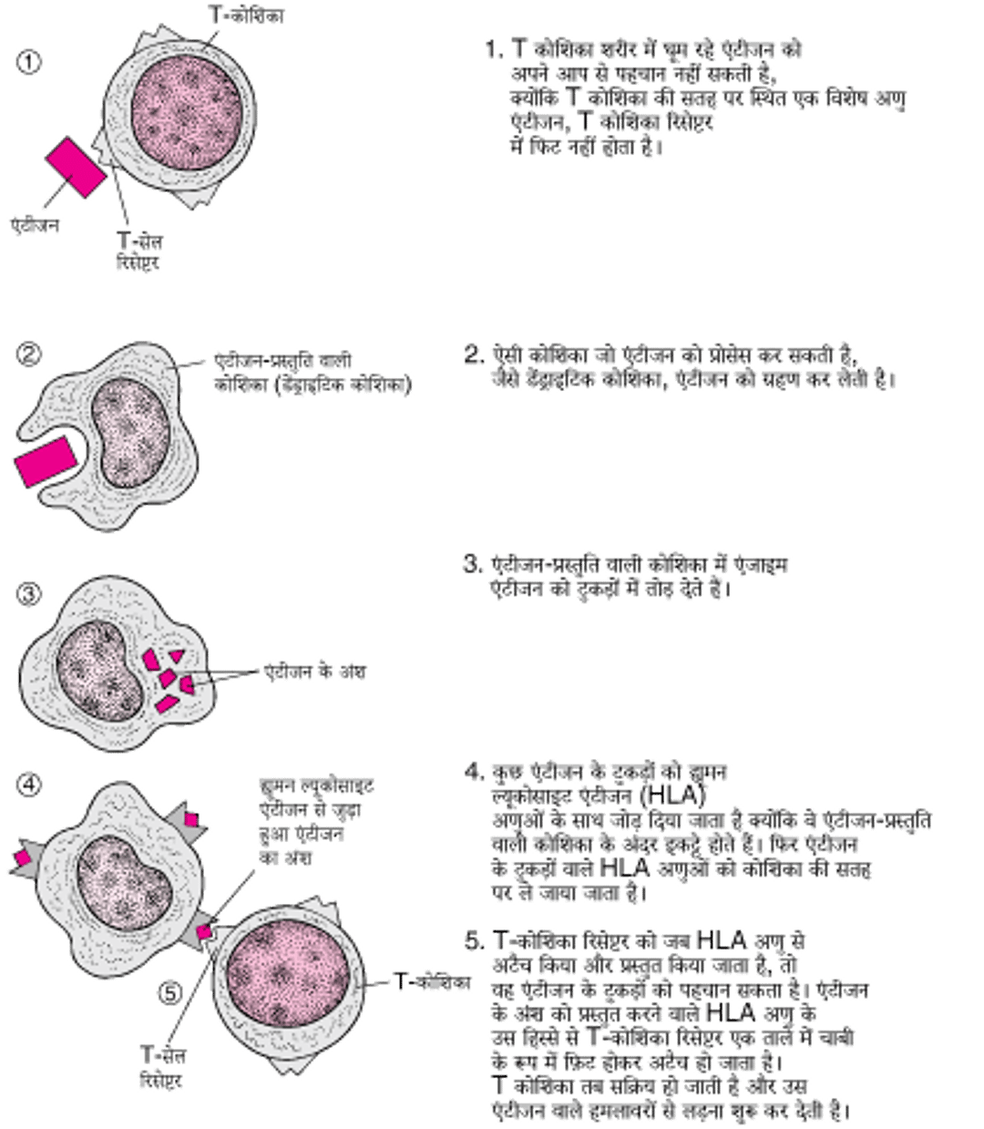 T कोशिकाएं, एंटीजेन की पहचान कैसे करती हैं