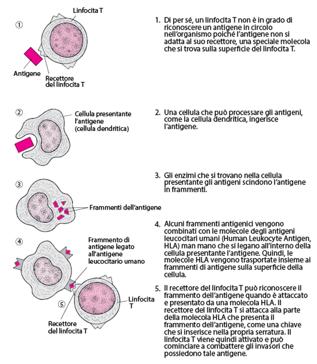 In che modo i linfociti T riconoscono gli antigeni