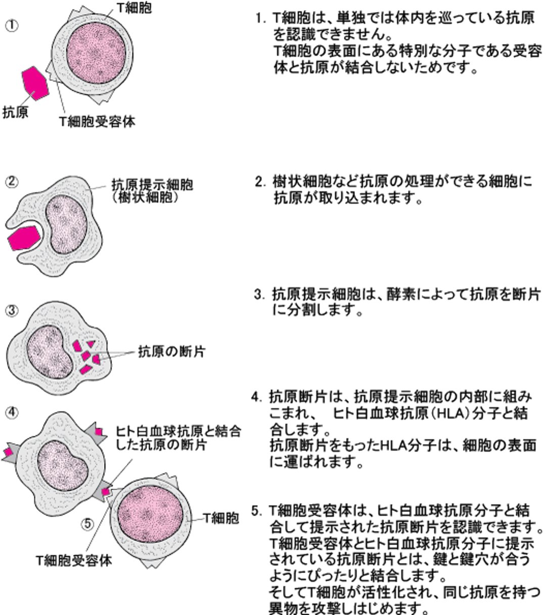 T細胞が抗原を認識する仕組み