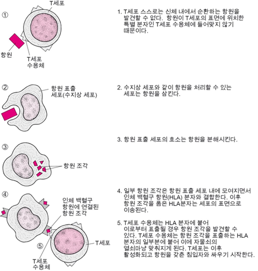 T 세포가 항원을 인식하는 방법