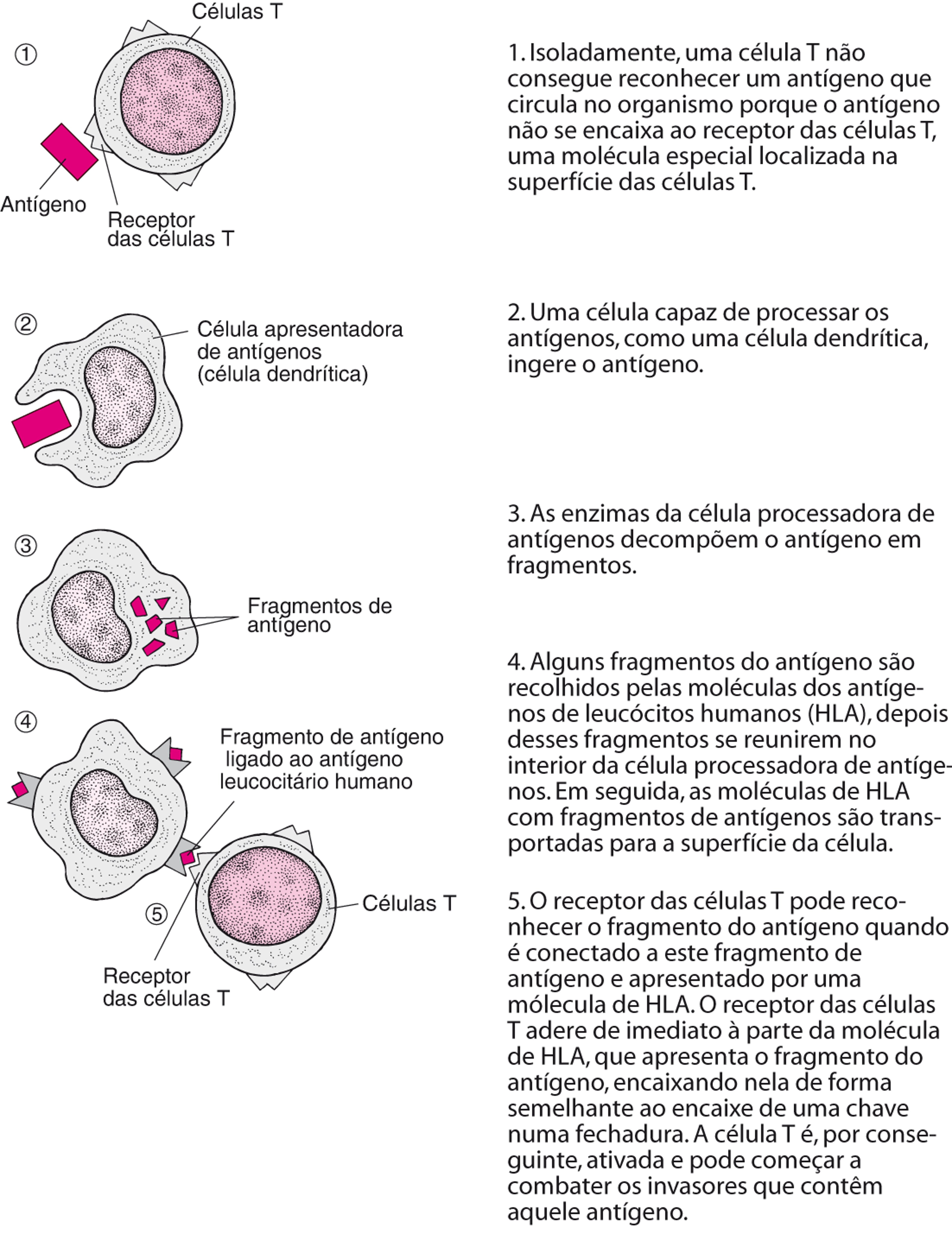 Como uma célula T reconhece antígenos