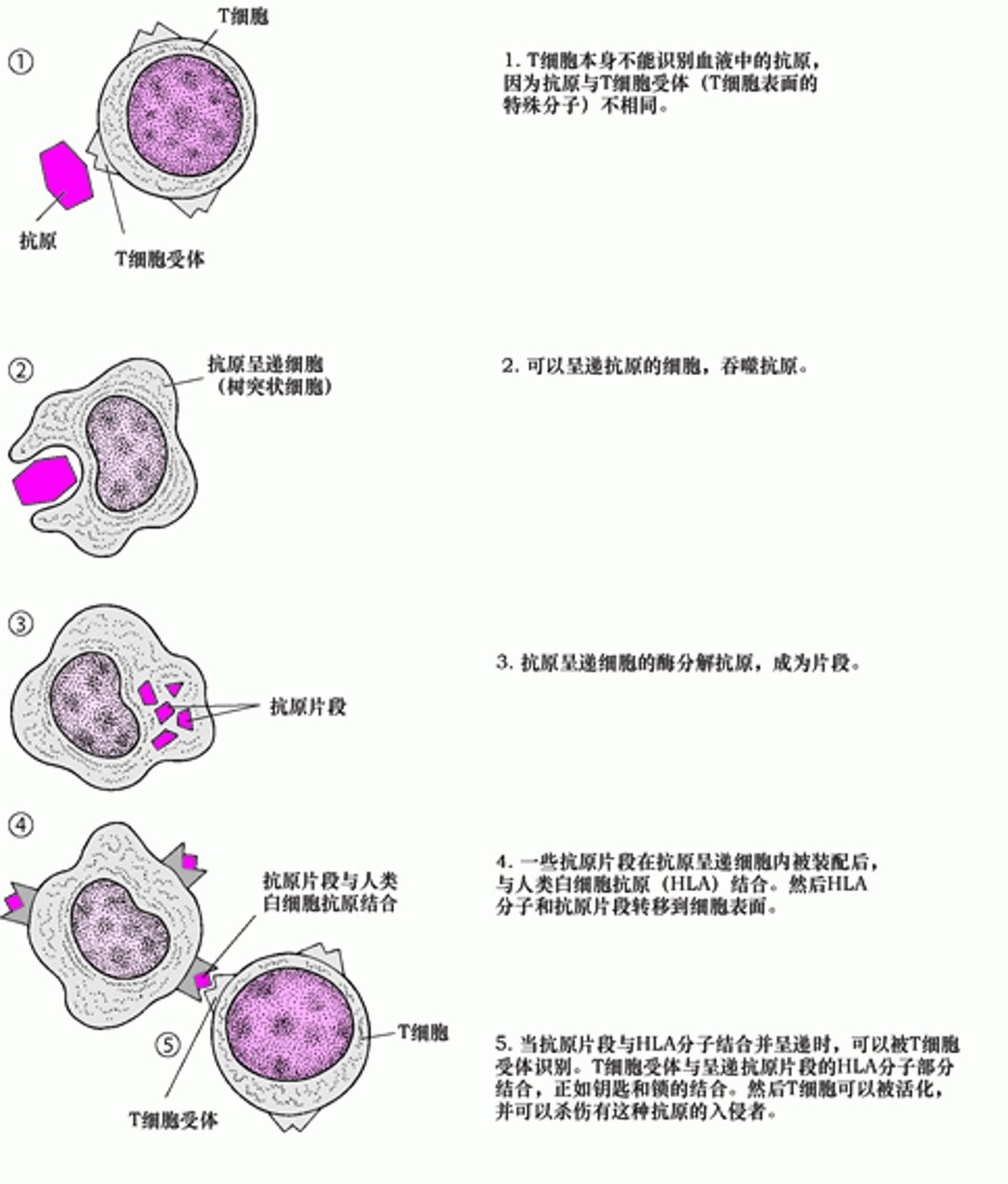 T细胞怎样识别抗原