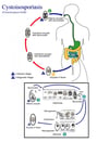 Life Cycle of Cystoisospora belli