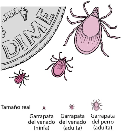 Garrapatas de los ciervos