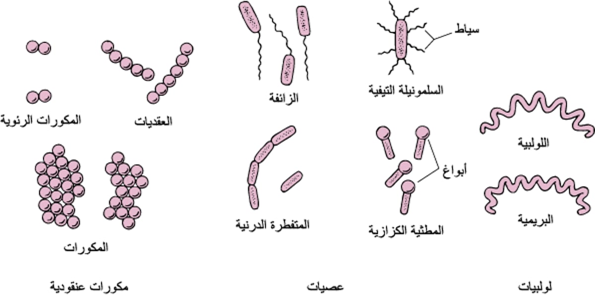 كيف تأخذ البكتيريا أشكالها
