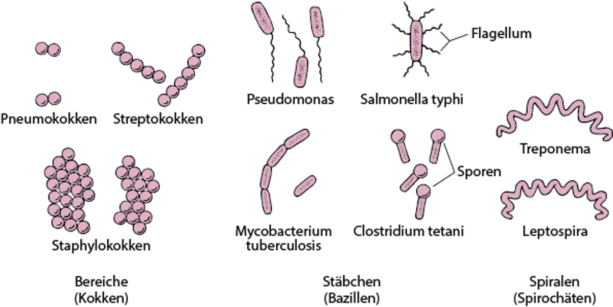 Wie Bakterien geformt sind