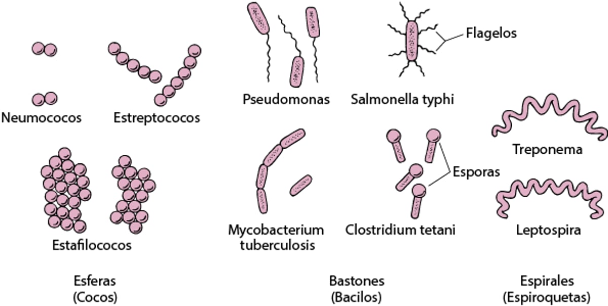 Qué forma tienen las bacterias