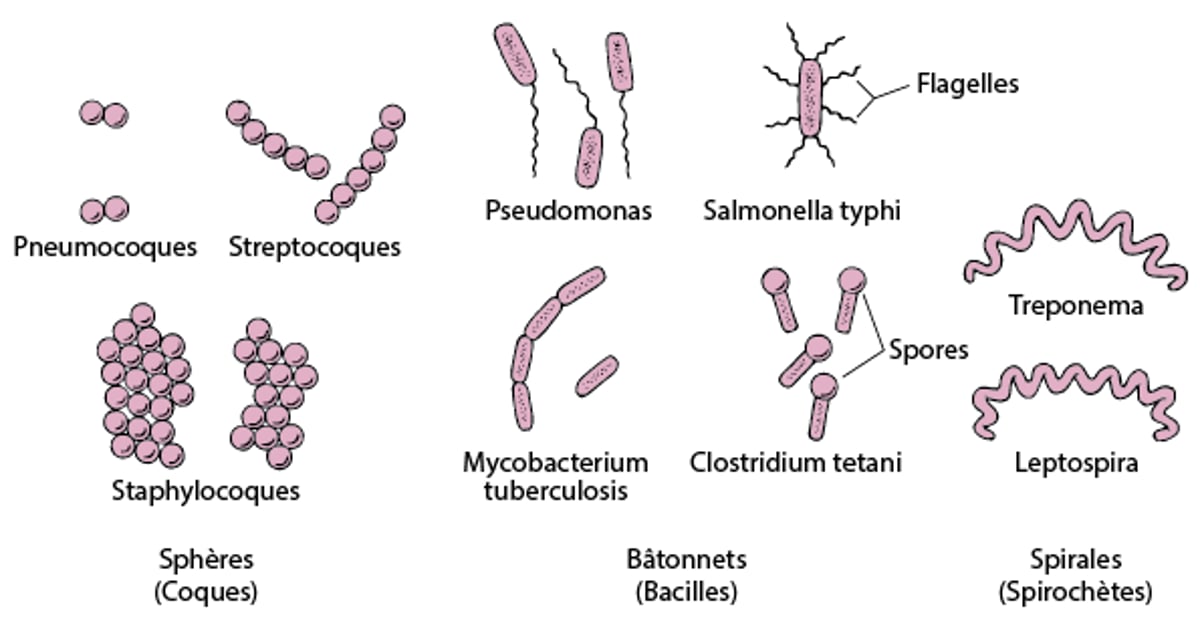 Formes des bactéries