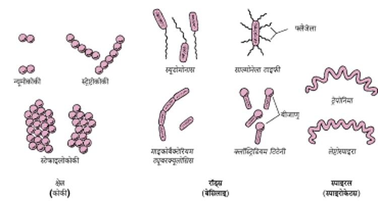 बैक्टीरिया कैसे आकार लेते हैं