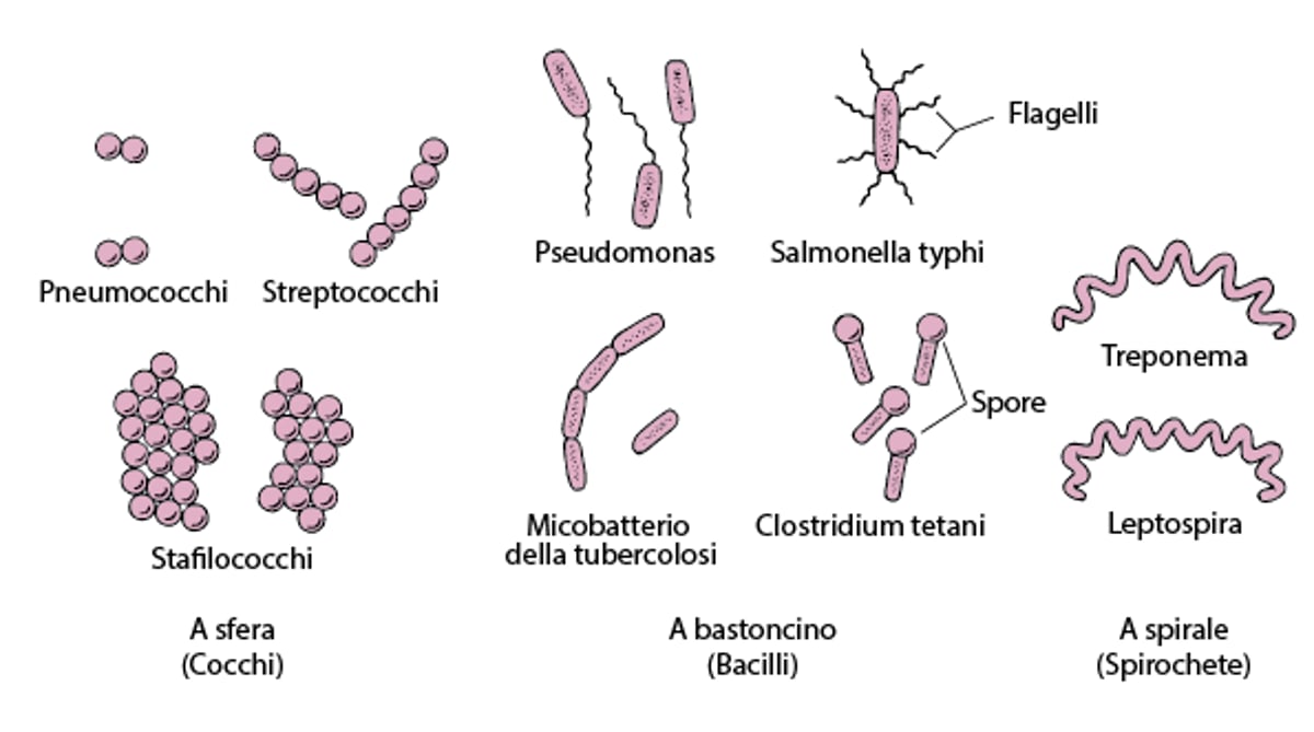 Che forma hanno i batteri