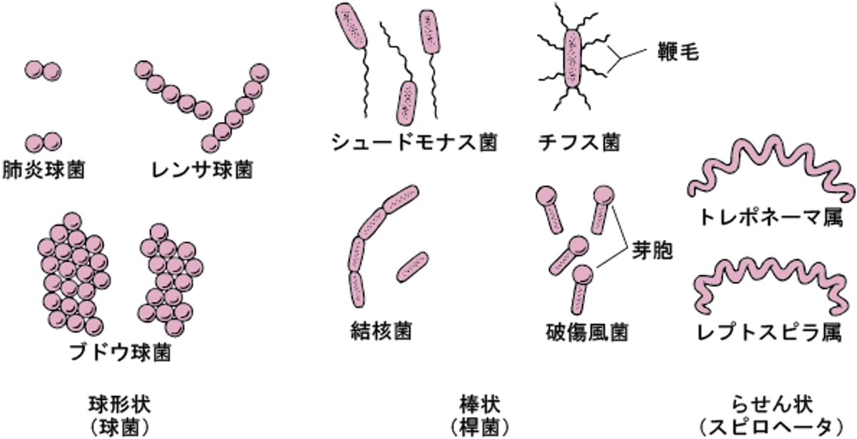 細菌の形状