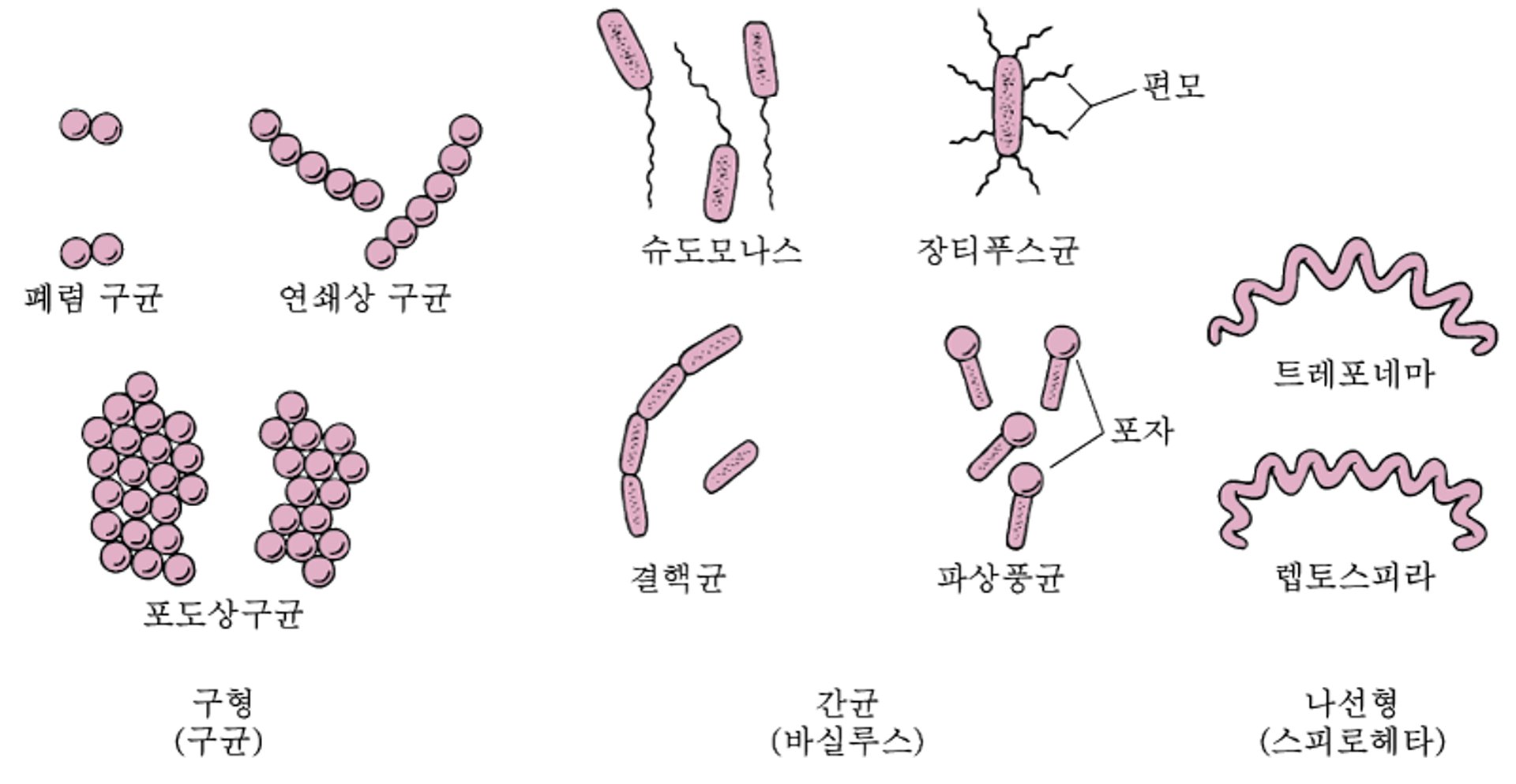 박테리아의 모양 형성