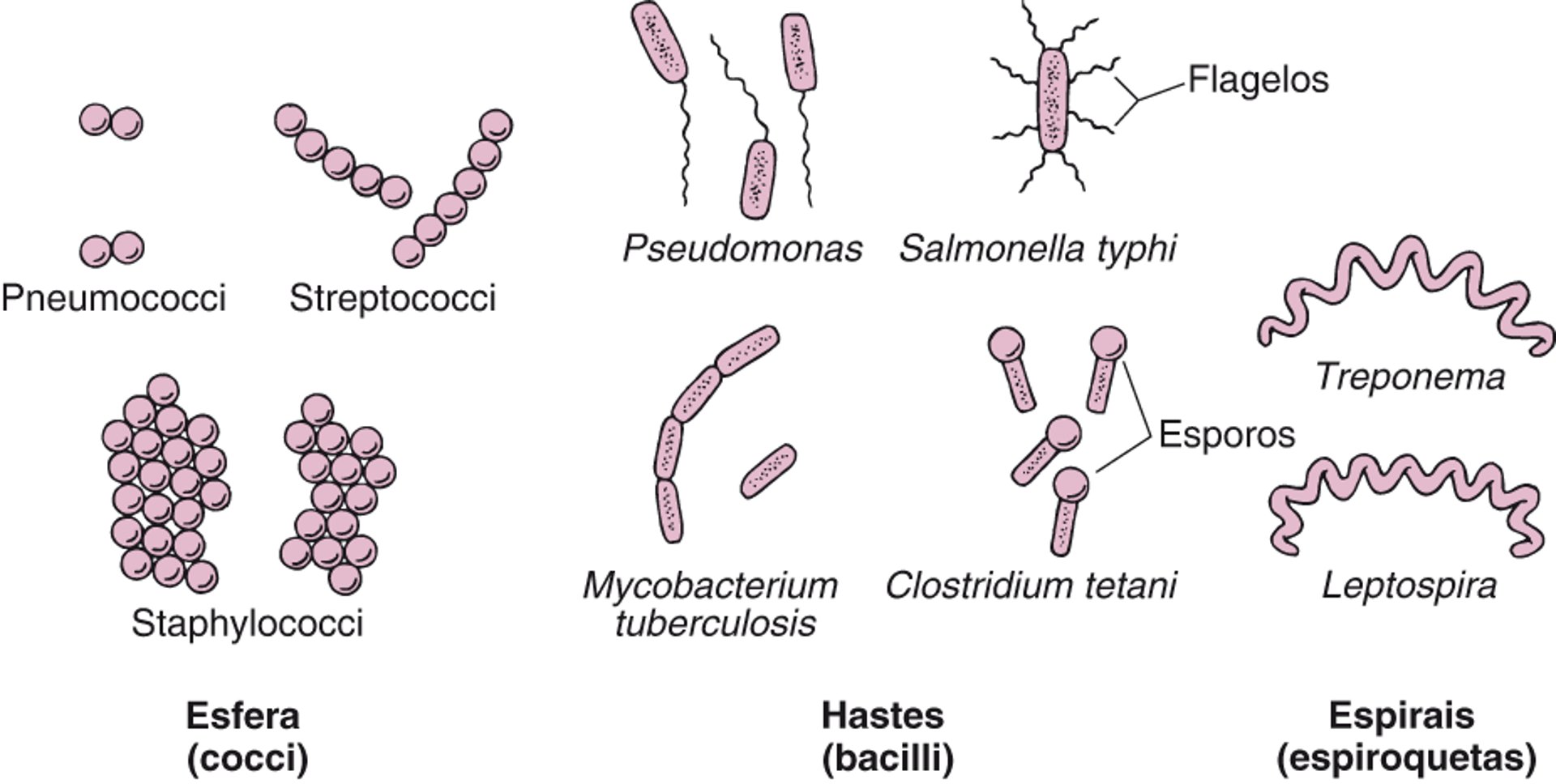 Como as bactérias tomam forma