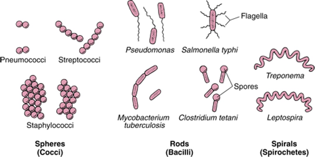Как приспосабливаются бактерии