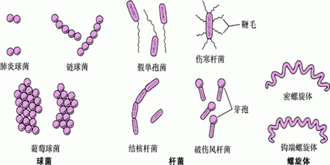 细菌的形状