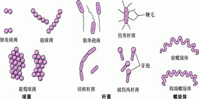 细菌的形状