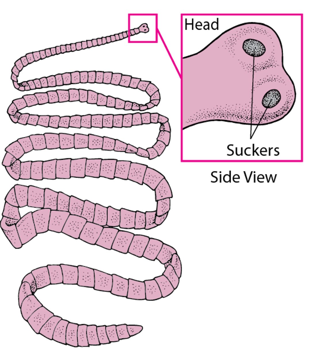 A Beef Tapeworm