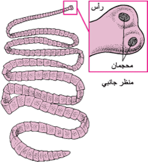 شَريطِيَّة البقر Beef Tapeworm