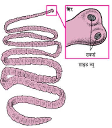 बीफ़ टेपवॉर्म
