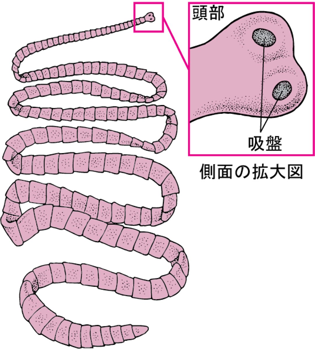 無鉤むこう条虫じょうちゅう