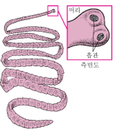 민촌충