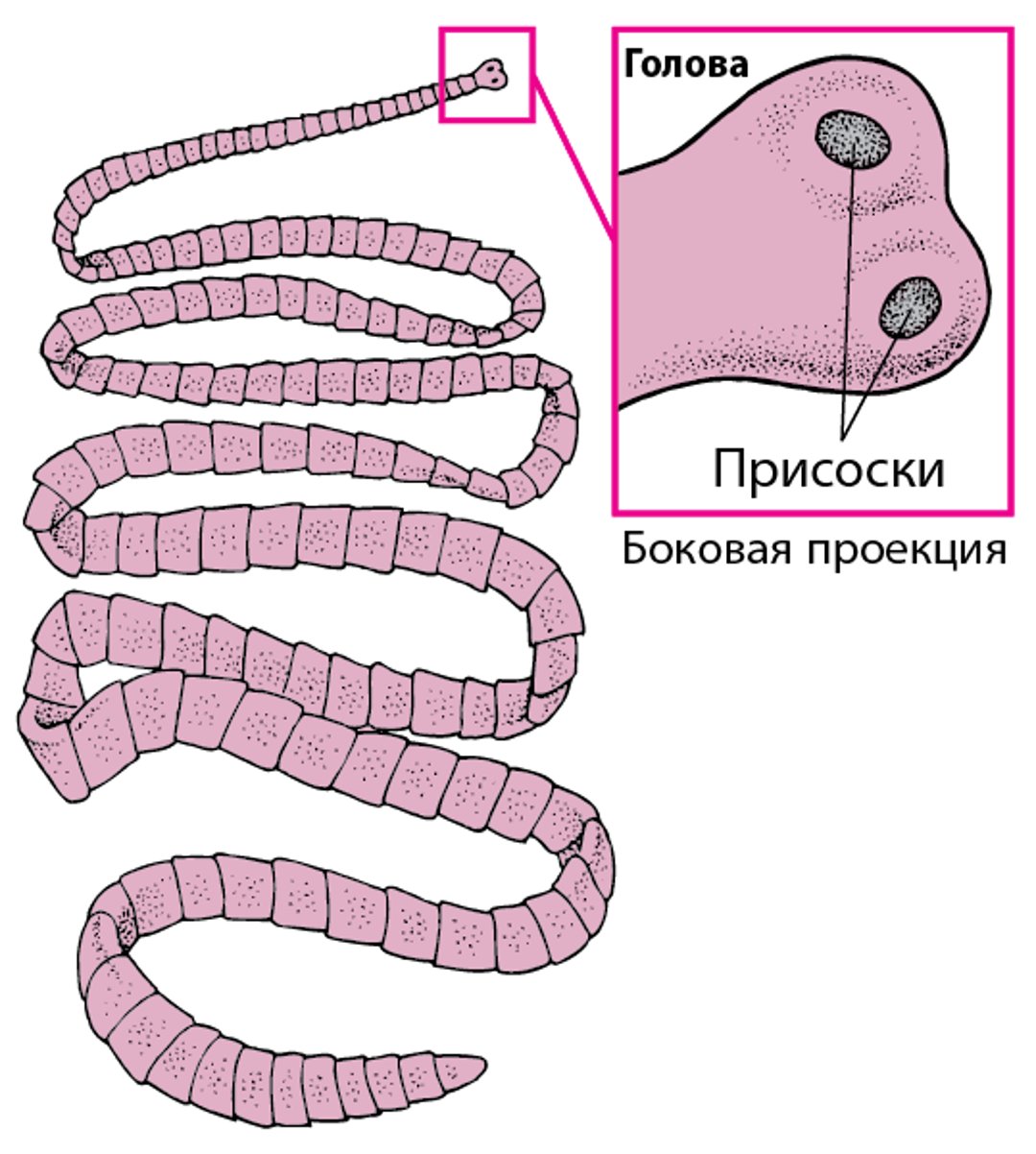 Бычий цепень