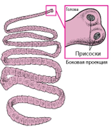 Бычий цепень