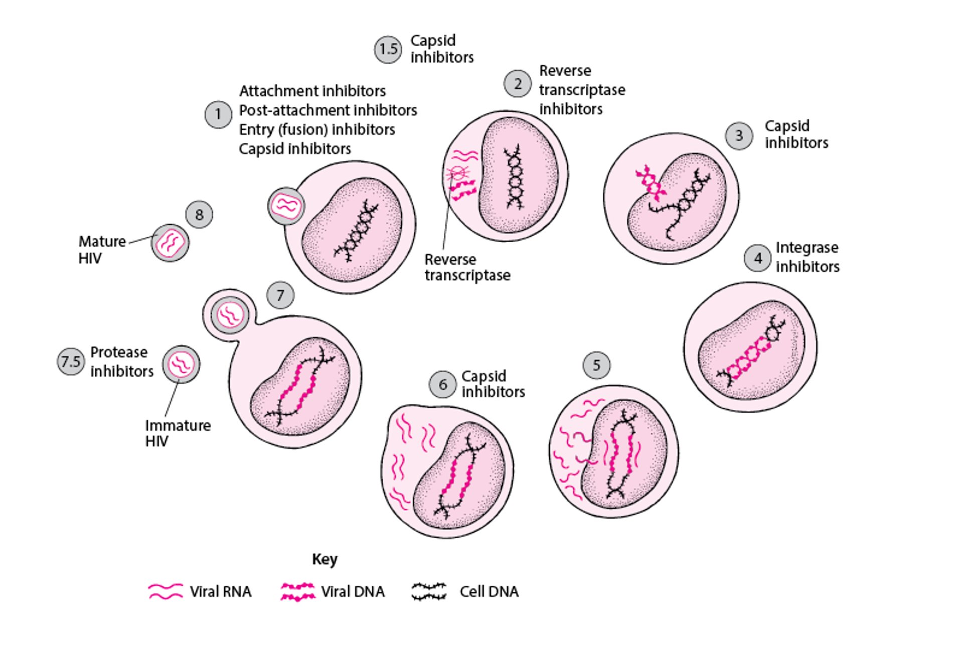 Sites of Medication Action on Life Cycle of HIV