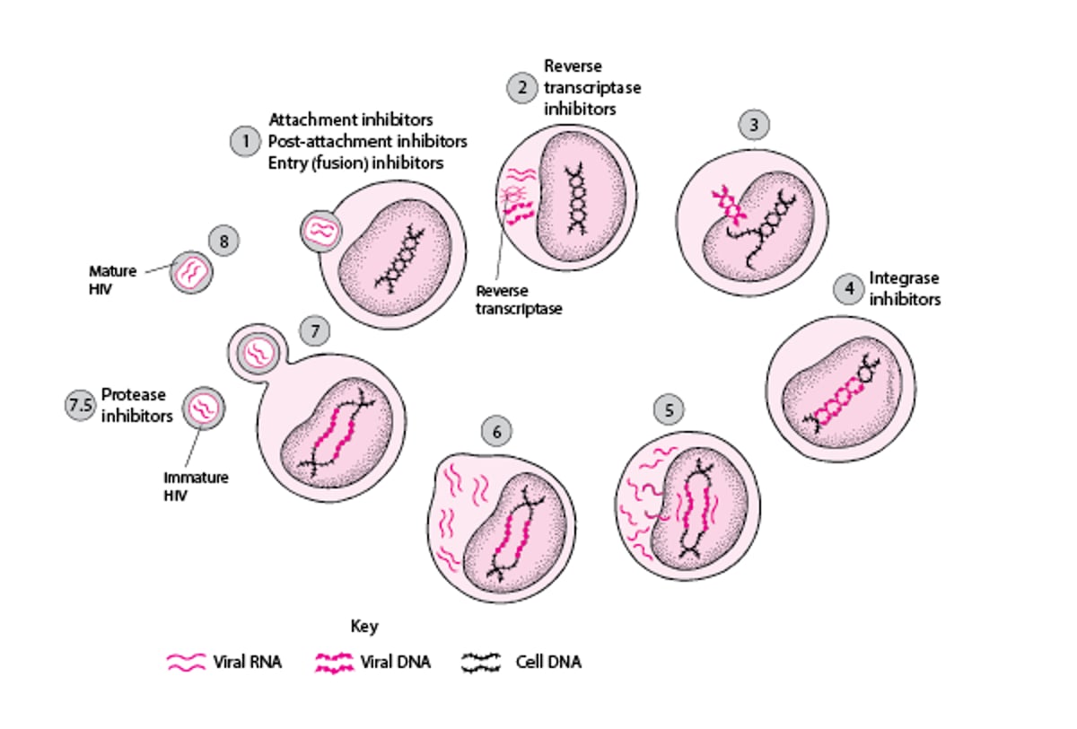 مواقع الفعل الدوائي في دورة حياة فيروس HIV