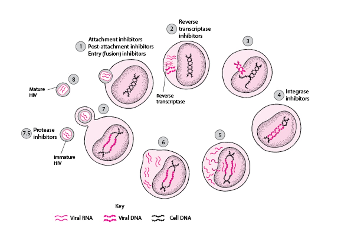 Lugares de acción de los fármacos sobre el ciclo de vida del VIH