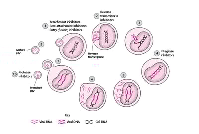 Sites d’action des médicaments sur le cycle de vie du VIH