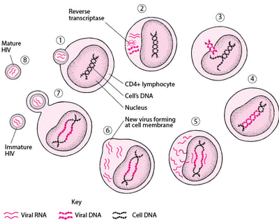 Simplified Life Cycle of the Human Immunodeficiency Virus