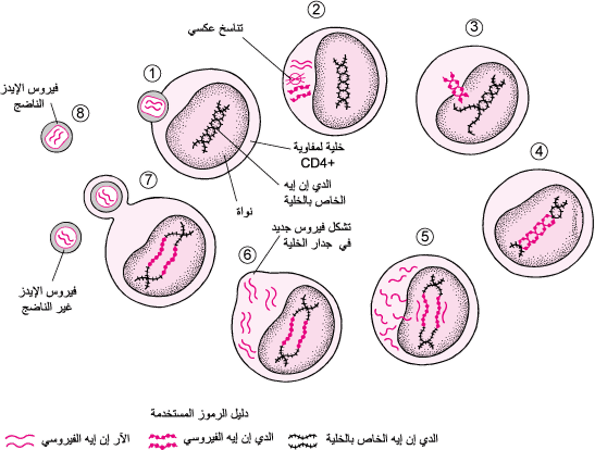 تبسيط دورة حياة فيروس العَوَز المَناعي البَشَري HIV