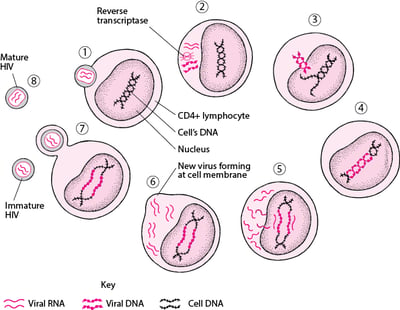 Lebenszyklus des humanen Immundefizienz-Virus (vereinfacht)