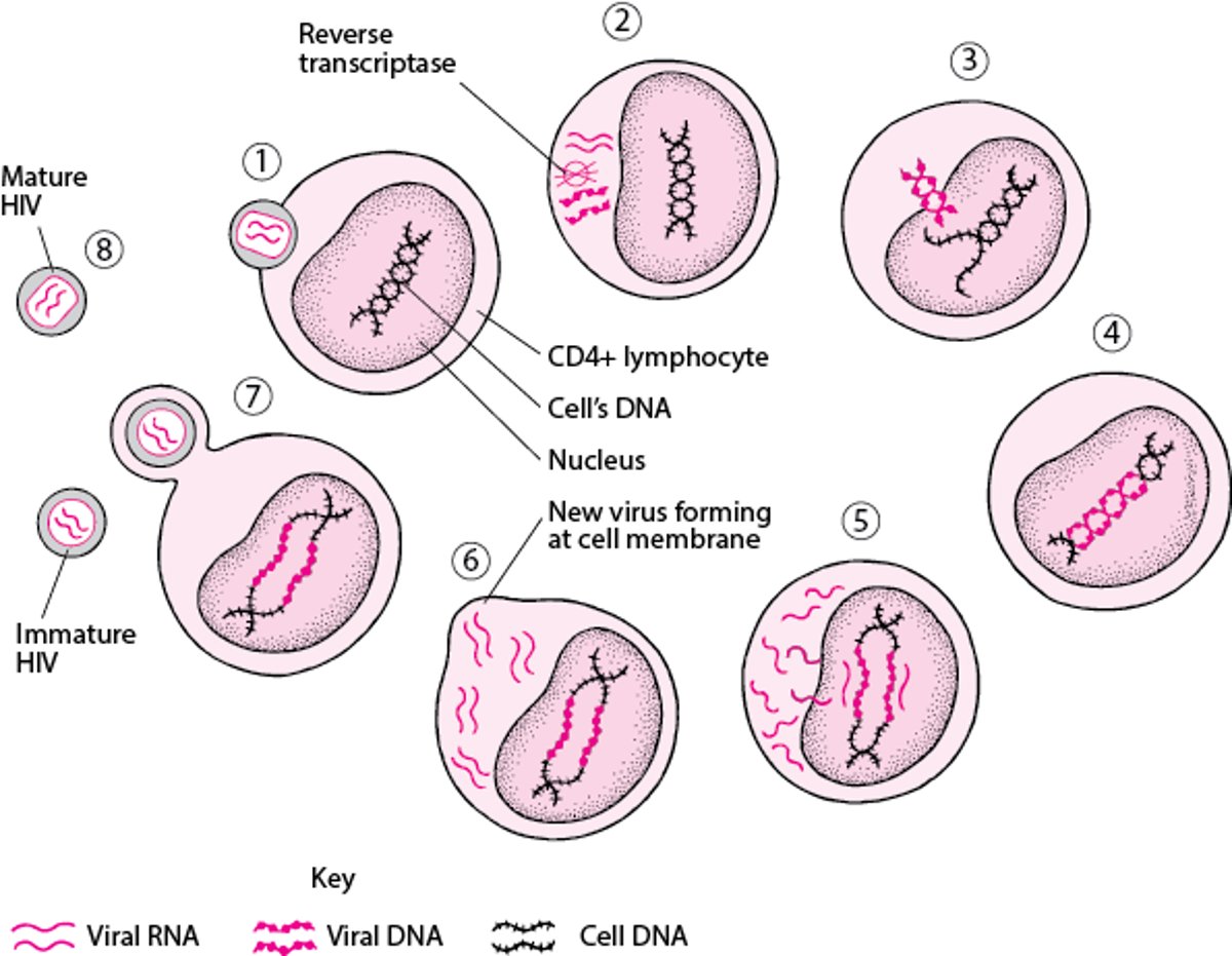 Lebenszyklus des humanen Immundefizienz-Virus (vereinfacht)