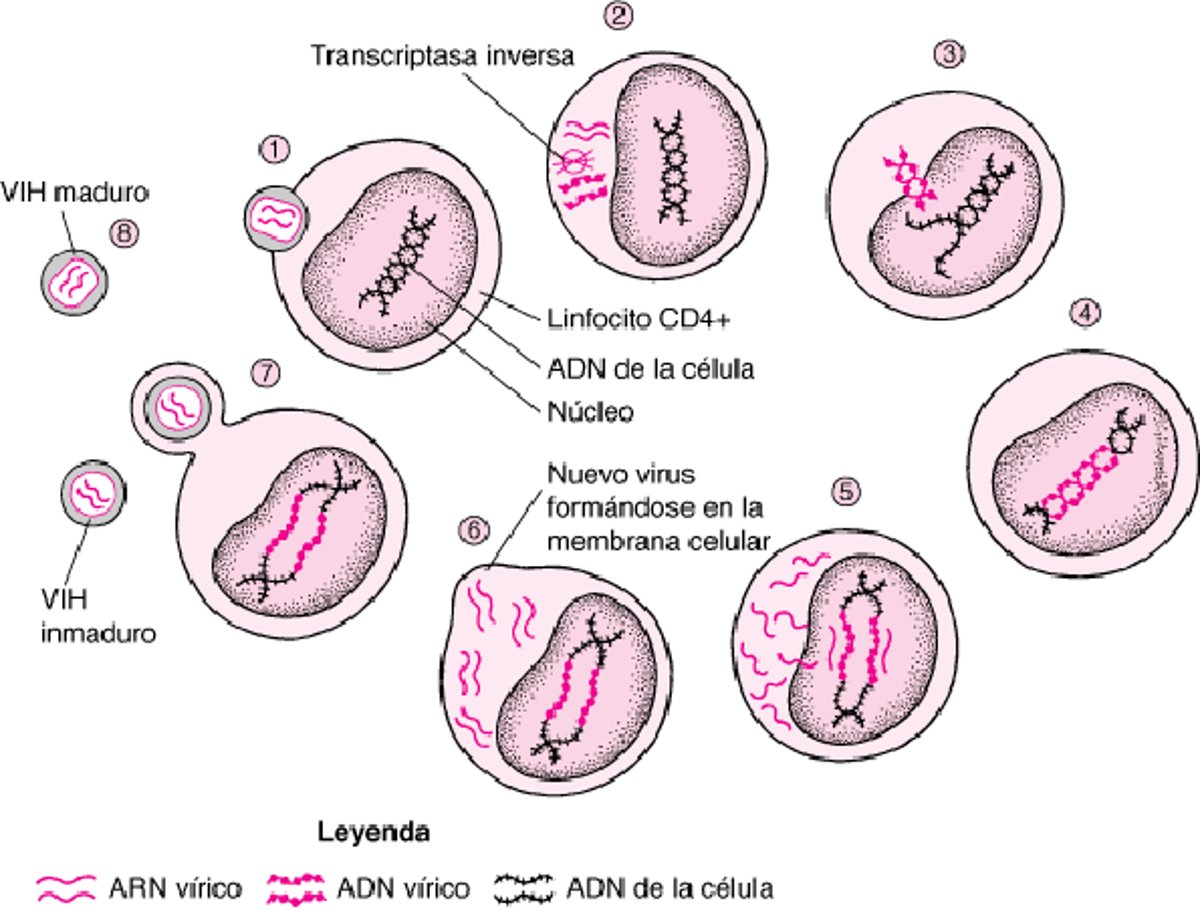 Ciclo vital simplificado del virus de la inmunodeficiencia humana