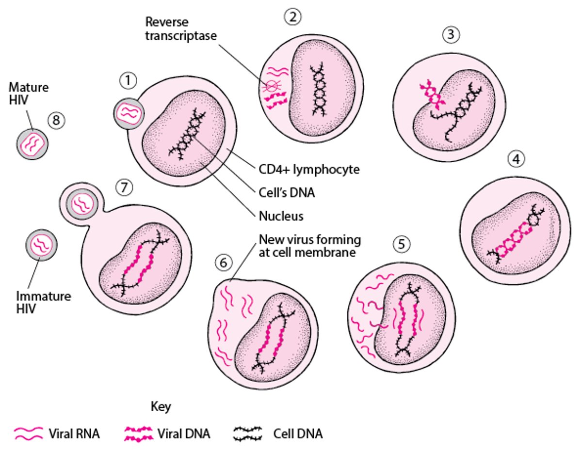 Cycle de vie simplifié du virus de l’immunodéficience humaine