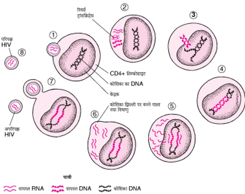 ह्यूमन इम्यूनोडिफिशिएंसी वायरस का सरलीकृत जीवन चक्र