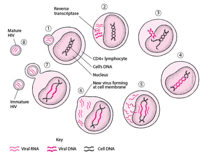 Ciclo vitale semplificato del virus HIV