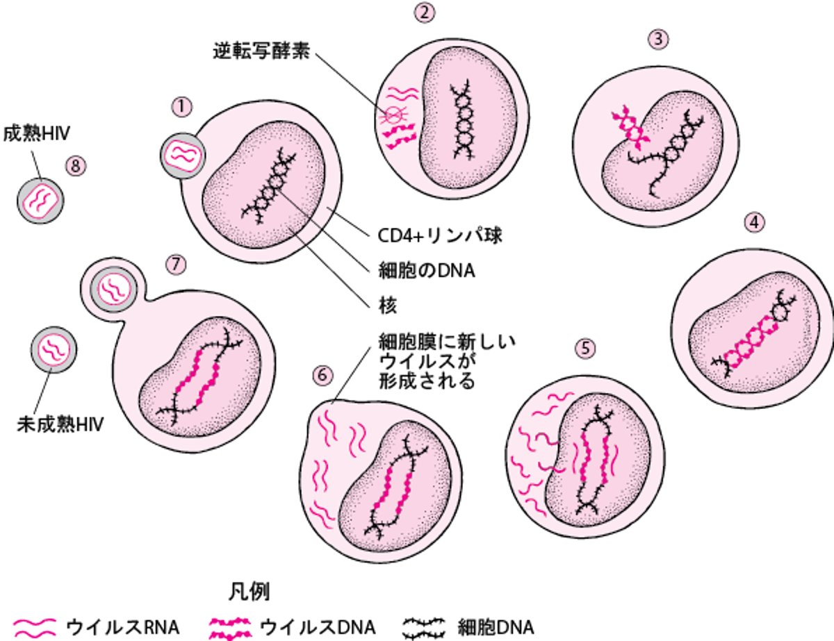 単純化したヒト免疫不全ウイルスのライフサイクル
