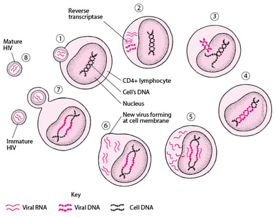인체 면역결핍 바이러스의 단순화된 수명 주기