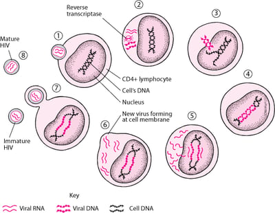 Ciclo de vida simplificado do vírus da imunodeficiência humana