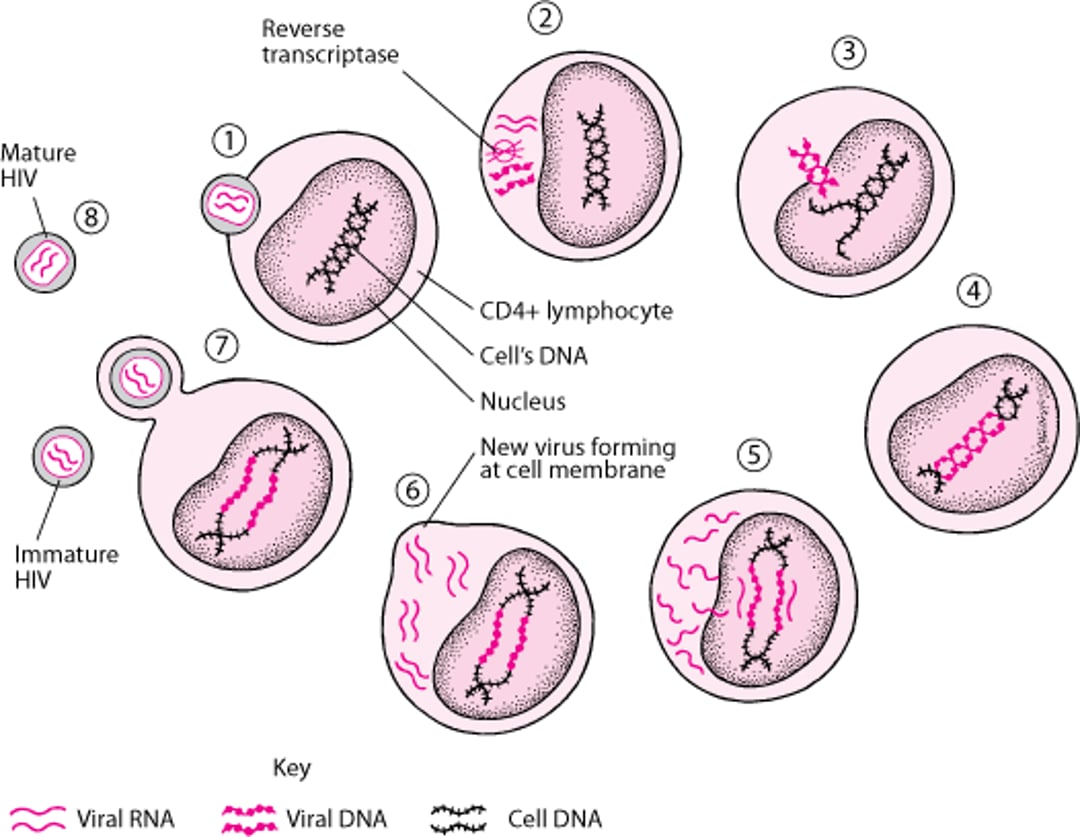 Ciclo de vida simplificado do vírus da imunodeficiência humana