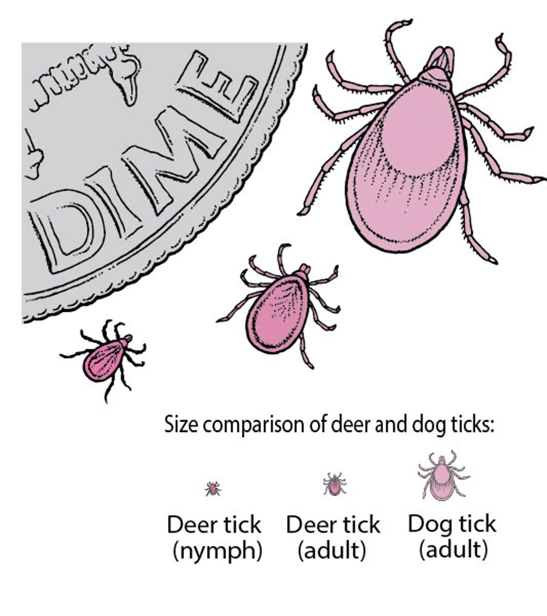 Deer Ticks