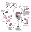 Life Cycle of Schistosoma