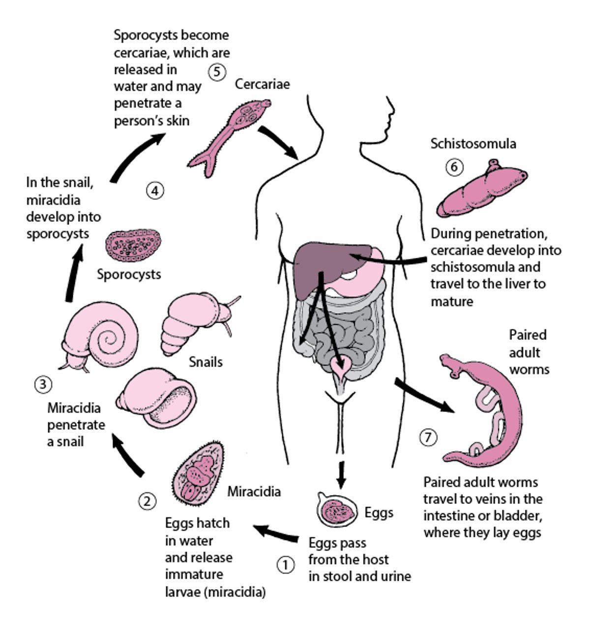 Life Cycle of <i >Schistosoma</i>