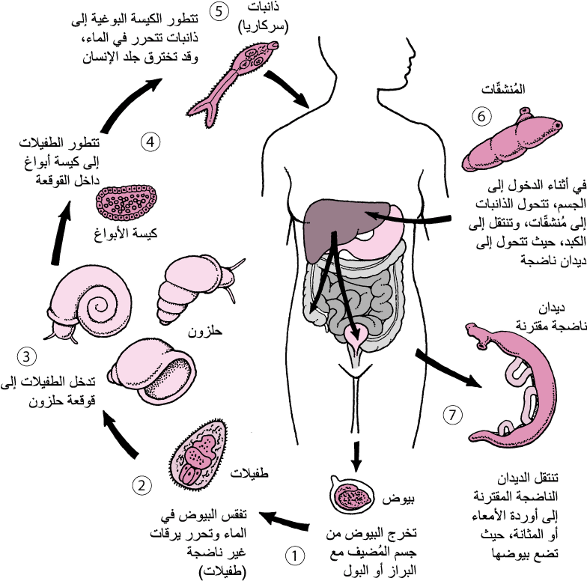 دورة حيَاة البِلهارسِيَّة <i >Schistosoma</i>